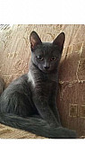 Кошка Астрахань