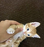 Котёнок в добрые руки Волгоград