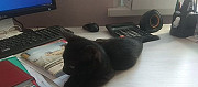 Котёнок мальчик, 2.5 мес, чёрный Челябинск