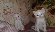 Белые котята Киржач