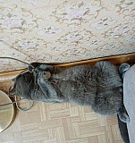 Британская кошка Челябинск