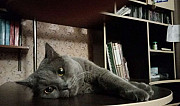 Британская кошка Челябинск