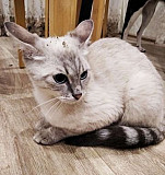 Кошка Таганрог