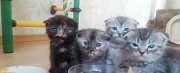 Четыре британских котенка Рязань