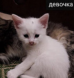 Котята Крымск