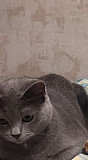 Котята от домашней кошки Тольятти