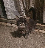 Кошка Калач-на-Дону