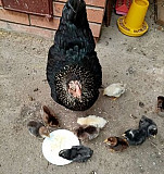 Цыплята 2,5-3мес. из под наседок Коммунарка