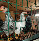 Цыплята 2,5-3мес. из под наседок Коммунарка