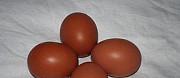 Инкубационное яйцо барневельдера и легорн долматин Новочеркасск