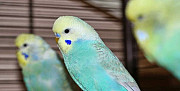 Птенцы волнистых радужных попугаев и корелл от 700 Углич