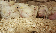 Цыплята бройлер Кобб, Росс, яйцо инкубационное Серпухов