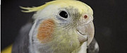 Попугай корелла с клеткой Краснодар