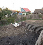 Птицы Животные Трубчевск