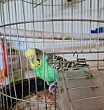 Волнистые попугайчики вместе с клеткой Симферополь