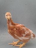 Продаю цыплят Ломан Браун Красный Сулин