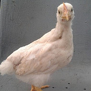 Продаю цыплят Ломан Браун Красный Сулин