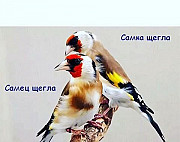 Птицы Симферополь