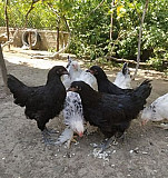 Чистокровные цыплята Махачкала