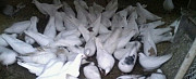 Белые голуби на свадьбу Екатеринбург