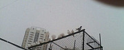 Белые голуби на свадьбу Екатеринбург