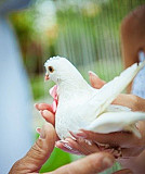 Белые голуби на свадьбу и праздник Самара
