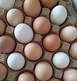 Домашние яйца Альметьевск