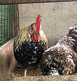 Яйцо, куры, петухи, цыплята, мускусная утка Лыткарино