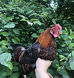 Яйцо, куры, петухи, цыплята, мускусная утка Лыткарино