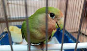 Птенцы попугаев неразлучников Луховицы