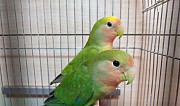 Птенцы попугаев неразлучников Луховицы