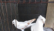 Продаю андижанских голубей Афипский