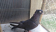 Продаю андижанских голубей Афипский