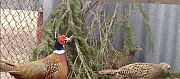 Охотничий фазан Федоровское