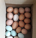 Инкубационое яйцо Ялта