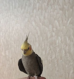 Попугай корелла, самец Альметьевск
