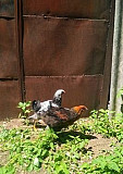 Брама цыплята Александровское