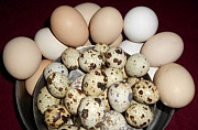Яйца перепелиные и куриные Новосиль