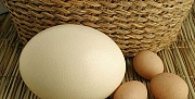 Продам инкубационные и столовые яйца страуса Бессоновка