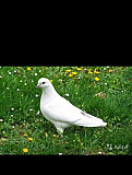 Белые голуби Пятигорск