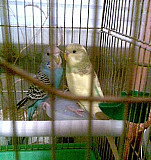 Волнистый попугай (самка) Щигры