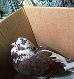 Найден голубь, домашний окольцованный Тольятти
