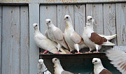 Продам голубей и других птиц Пермь