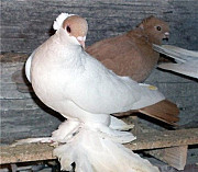Продам голубей и других птиц Пермь