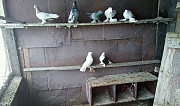 Продам голубей Оренбург