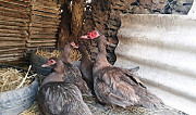 Мускусные утки (индоутки индоутята ) Зеленокумск