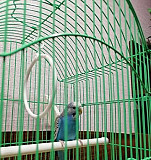 Волнистый попугай Тольятти