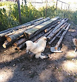 Продаются цыплята породы китайские шёлковые Павловка