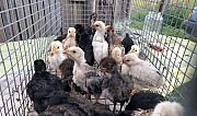 Продаю подросших цыплят Калуга