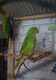 Птенцы ожерелового попугая Новосибирск